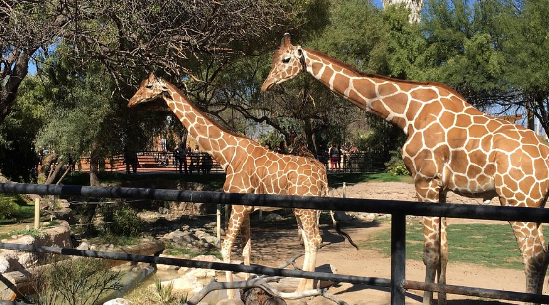 Hayvanat Bahçesi (2 Kişilik)